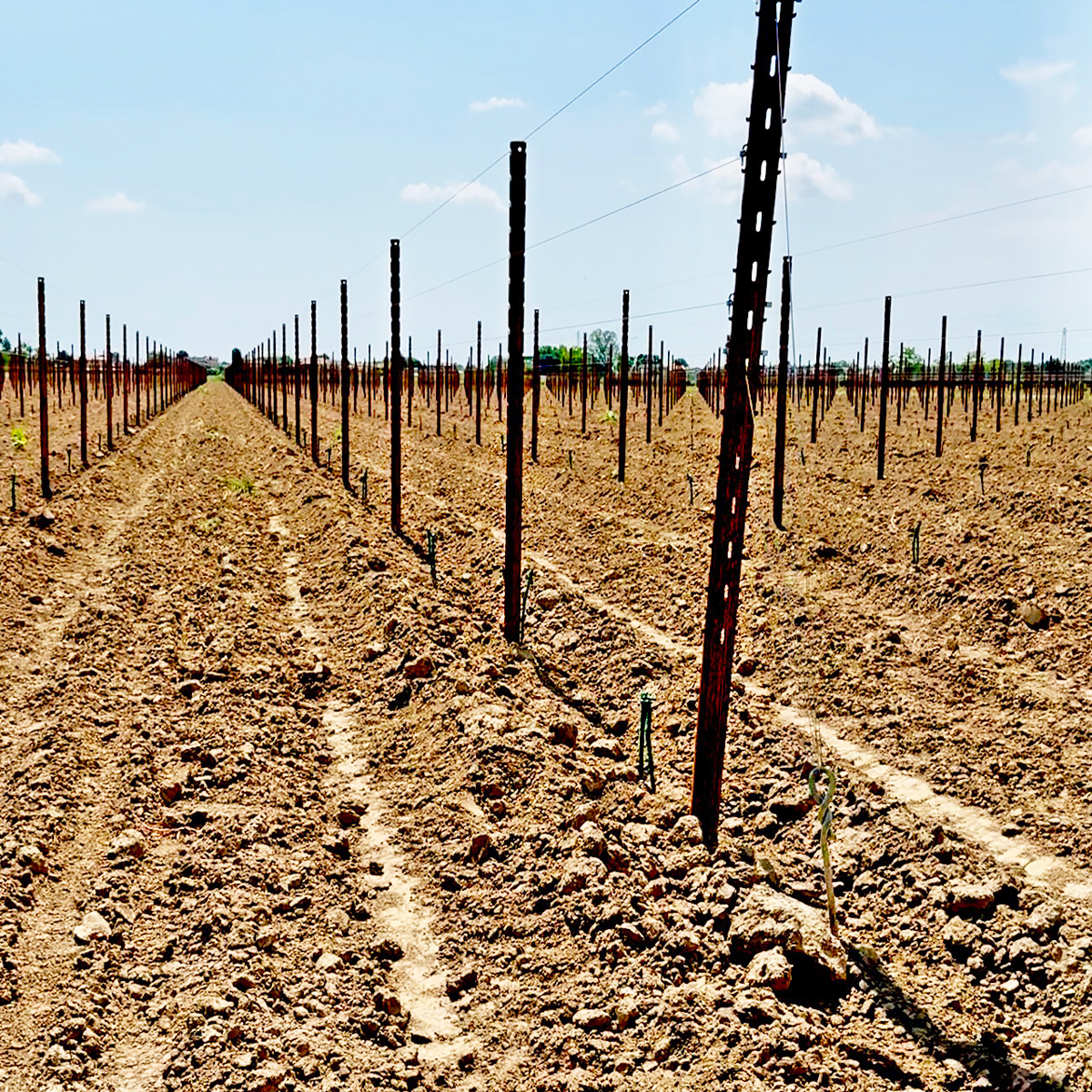 LDB_servizi_IMPIANTO-DEL-VIGNETO-3