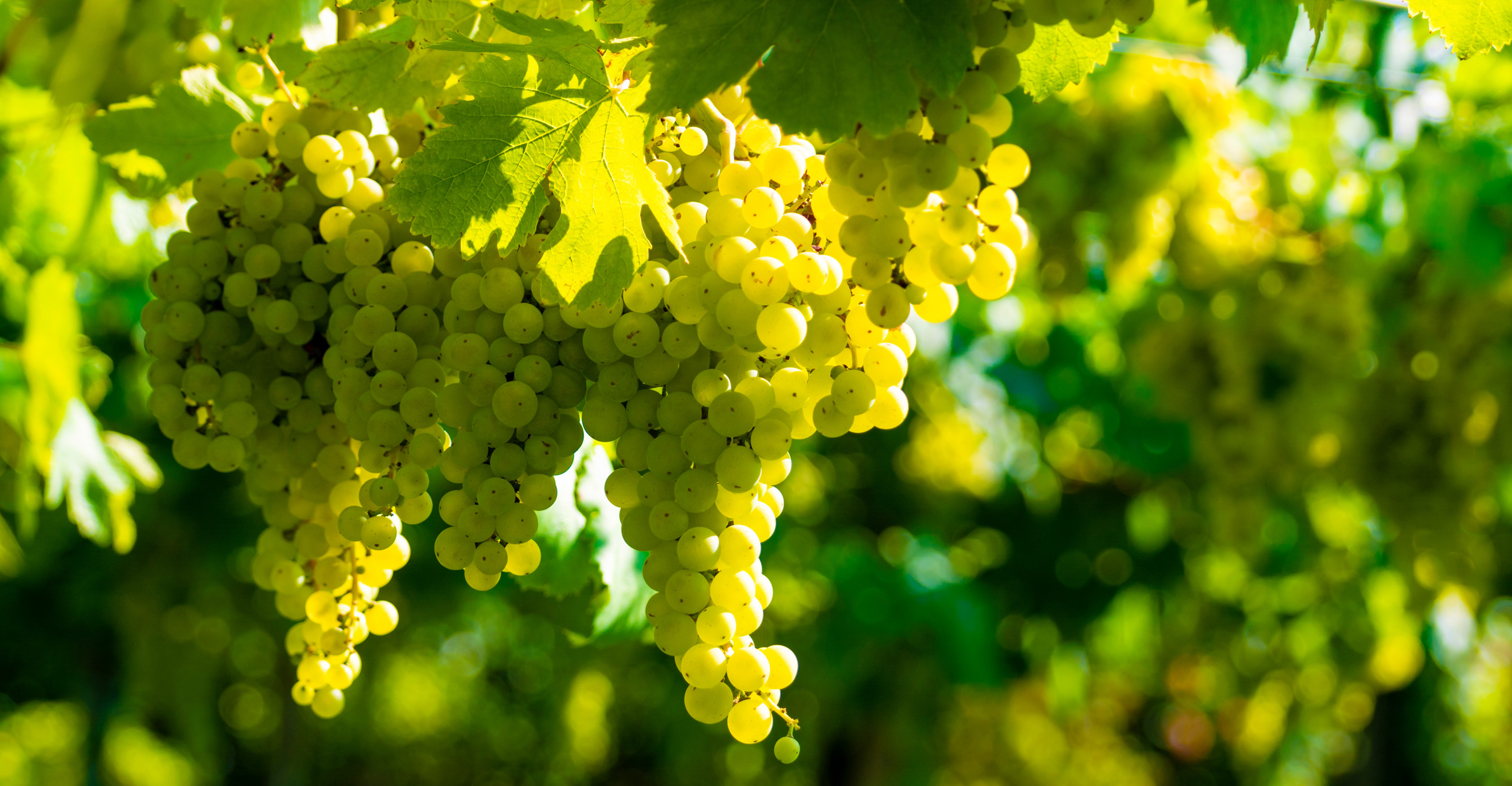 sfondo_2500x1300_vino-2